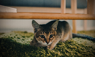 Periodo di traslochi? Attenzione al gatto stressato!