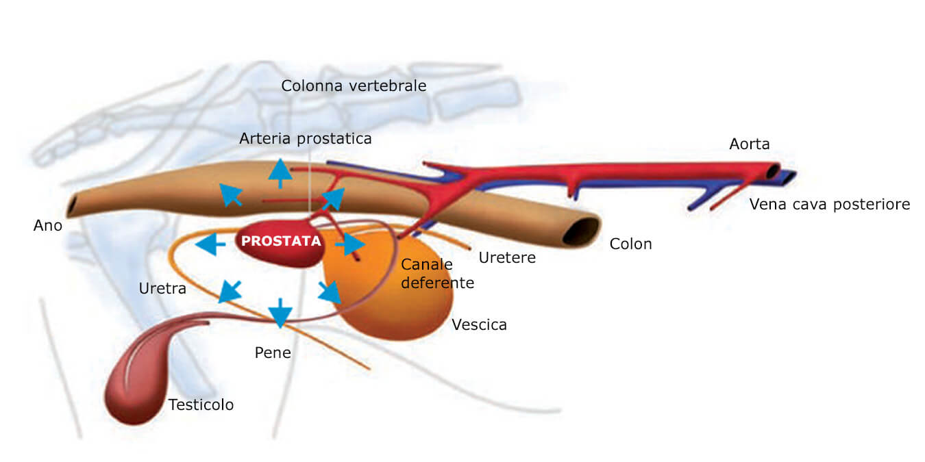 sintomi prostata ingrossata cane