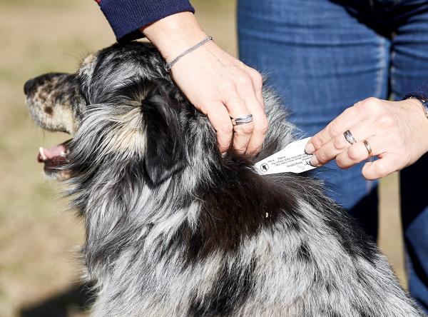 mix di cani bovini australiani collie