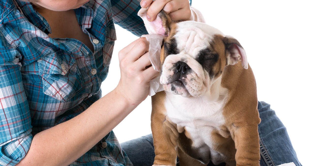 L’otite nel cane come riconoscerla ed intervenire?