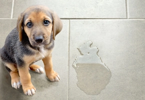 cane-marcatura-territorio
