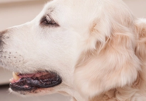 virbac-cosa-fare-quando-il-cane-e-il-gatto-fanno-la-muta-del-pelo