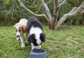 Puppies_one puppy eating and the other one standing_outdoor_alone_advice