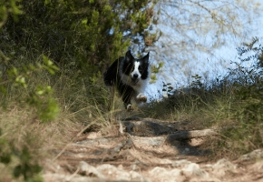 Dog_Border Collie running down_outdoor_alone_advice