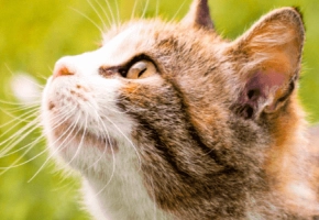 parassiti-gatto-protezione-antiparassitari-1680x300_02