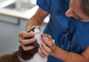 cat dental