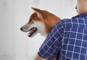Dog_happy Shiba Inu in his petowner's arms_indoor_advice