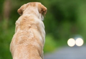 Virbac - Banner contro abbandono estivo cani e gatti