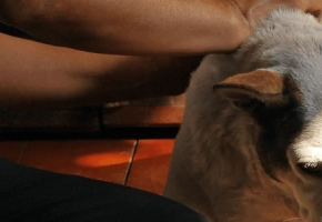 zecche-cane-protezione-malattia-lyme1680x300_01