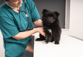 Dog_small dog being examined_in clinic_with vet_advice