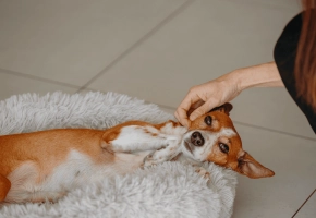 Dog_lying in his bed looking at his petowner_indoor_advice