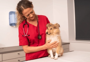 Dog_sitting on consultation table_in clinic_with vet_advice