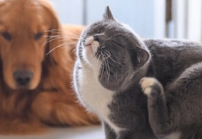 Virbac-antiparassiti-cane-gatto-banner