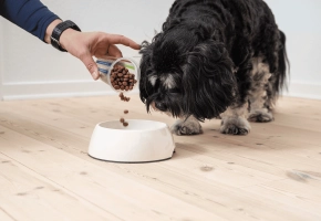 Dog_person pouring kibbles in a bowl while small dog watches_indoor_advice