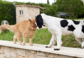 Dog and cat_showing affection_outdoor_alone_advice