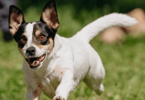 Progetto senza titolo (2) (1)