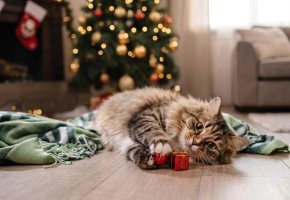christmascat