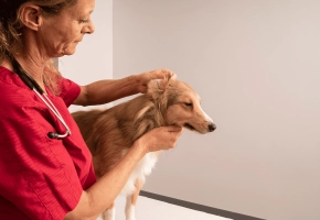 Dog_ear examination_in clinic_with vet_advice