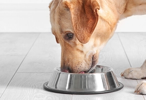 dieta-per-cane-d'appartamento