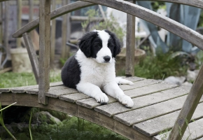 Puppy_lying on a small bridge_outdoor_alone_advice
