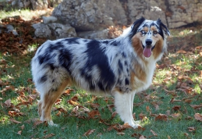 Dog_Large dog standing on grass looking at the camera_outdoor_alone_advice