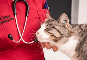 Cat_cuddling with a vet_in clinic_advice