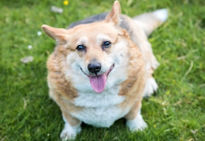 quanto-può-ingrassare-un-gatto-sterilizzato