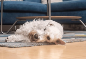 Dog_lying and resting on a rug_indoor_alone_advice
