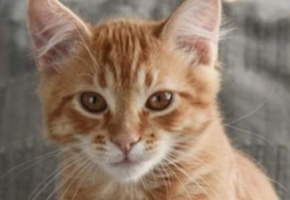 tenia-del-gatto-parassiti-felini-1680x300