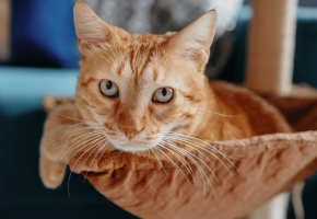 Cat_senior cat looking at the camera, lying in his bed_indoor_alone_advice