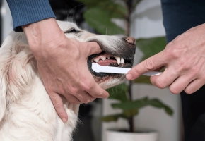 Dog_person brushing the dog's teeth_indoor_with petowner_advice