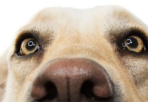 sterilizzazione-temporanea