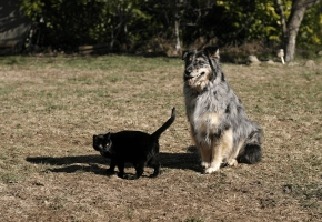 Cat and dog_black cat walking and large dog sitting on grass_outdoor_alone_advice