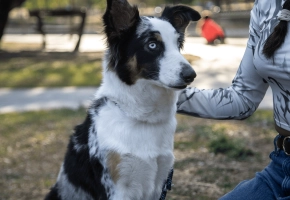 Dog_sitting and looking away_outdoor_with petowner_advice