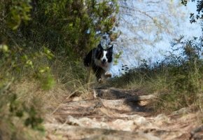 Dog running outdoor