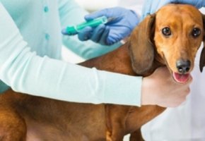 Virbac-cane-leishmaniosi-banner