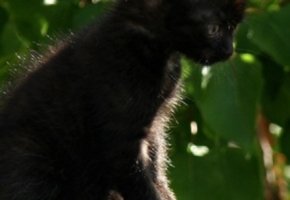 Virbac-cane-gatto-muta-estiva-banner