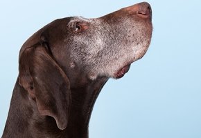 cani-anziani-taglia-grande-dieta