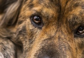 articolo artrite 3 banner