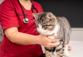 Cat at the vet