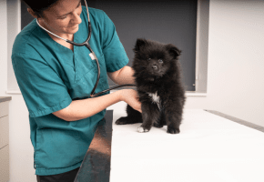 Small dog with vet