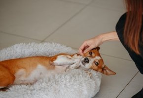 Dog inside with petowner