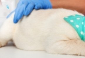 virbac-quanti-vaccini-deve-fare-un-cane