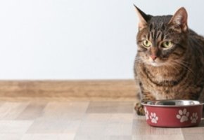 cibo-per-gatti-di-miglior-composizione