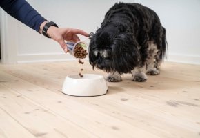 Dog eating dry food