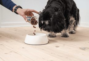 Dog_person pouring kibbles in a bowl while small dog watches_indoor_advice