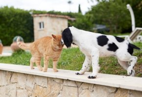 Dog and cat showing affection