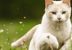 mobilità gatto (2)