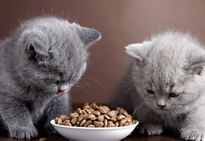 dieta-per-il-gatto