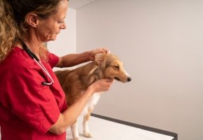 Ear examination at the vet